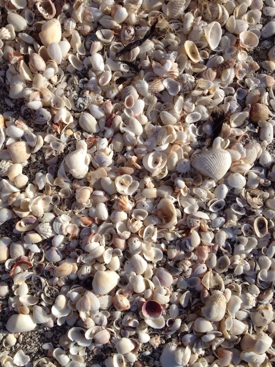 Seashells