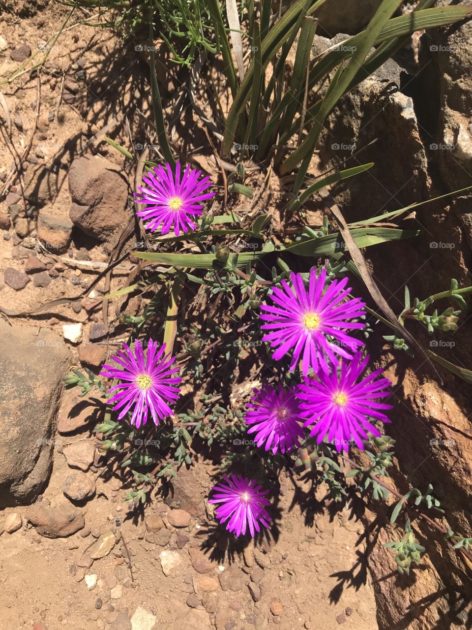 Our local treasure! Wild flowers decorating the mountain - first tucked away and suddenly discovered