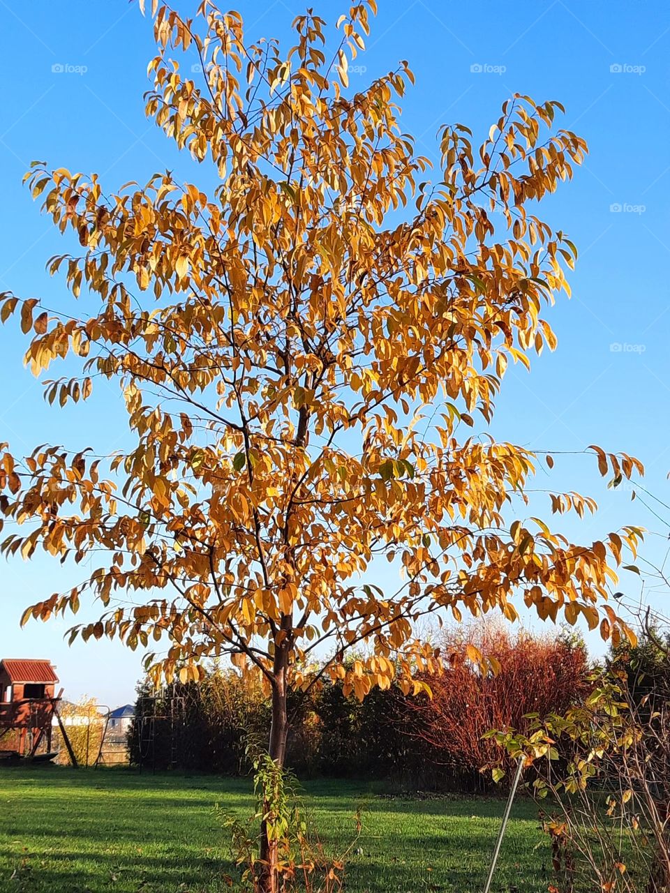 yellow  autumn  tree against blue sky