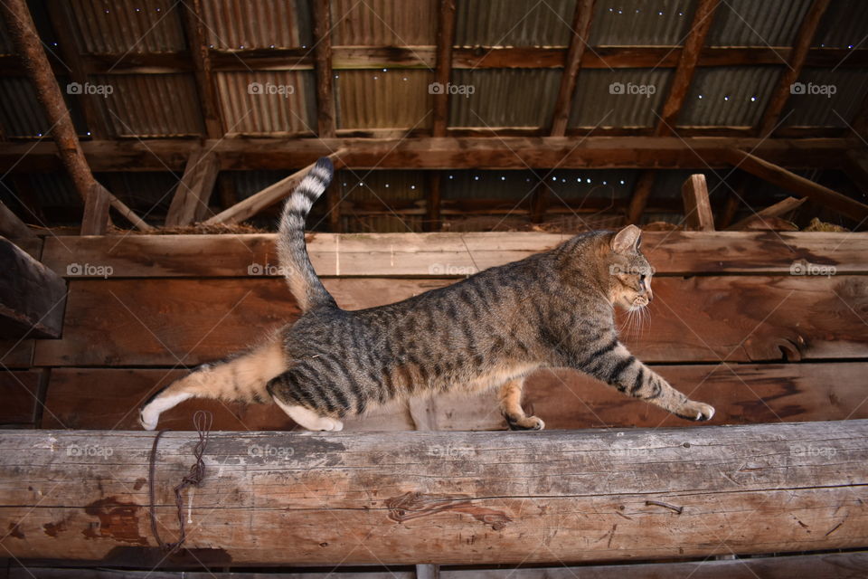Willie (Nelson) doing some cat stretches before catching mice in the rustic, vintage barn. 