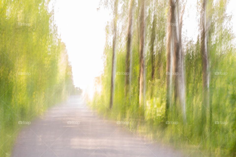 A trail in the park - intentional camera movement technique