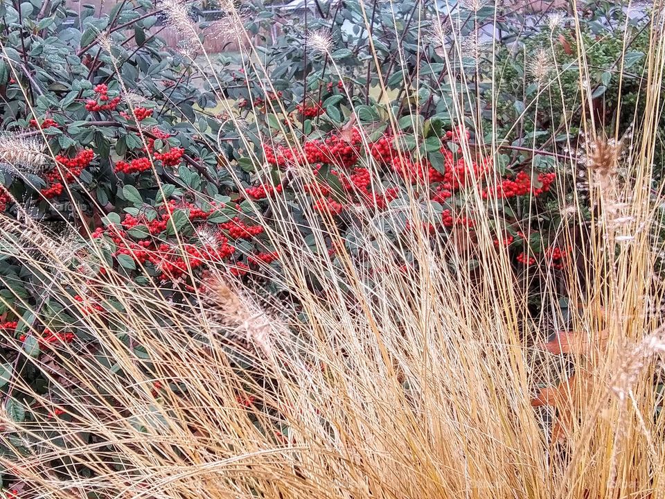 abundant berries