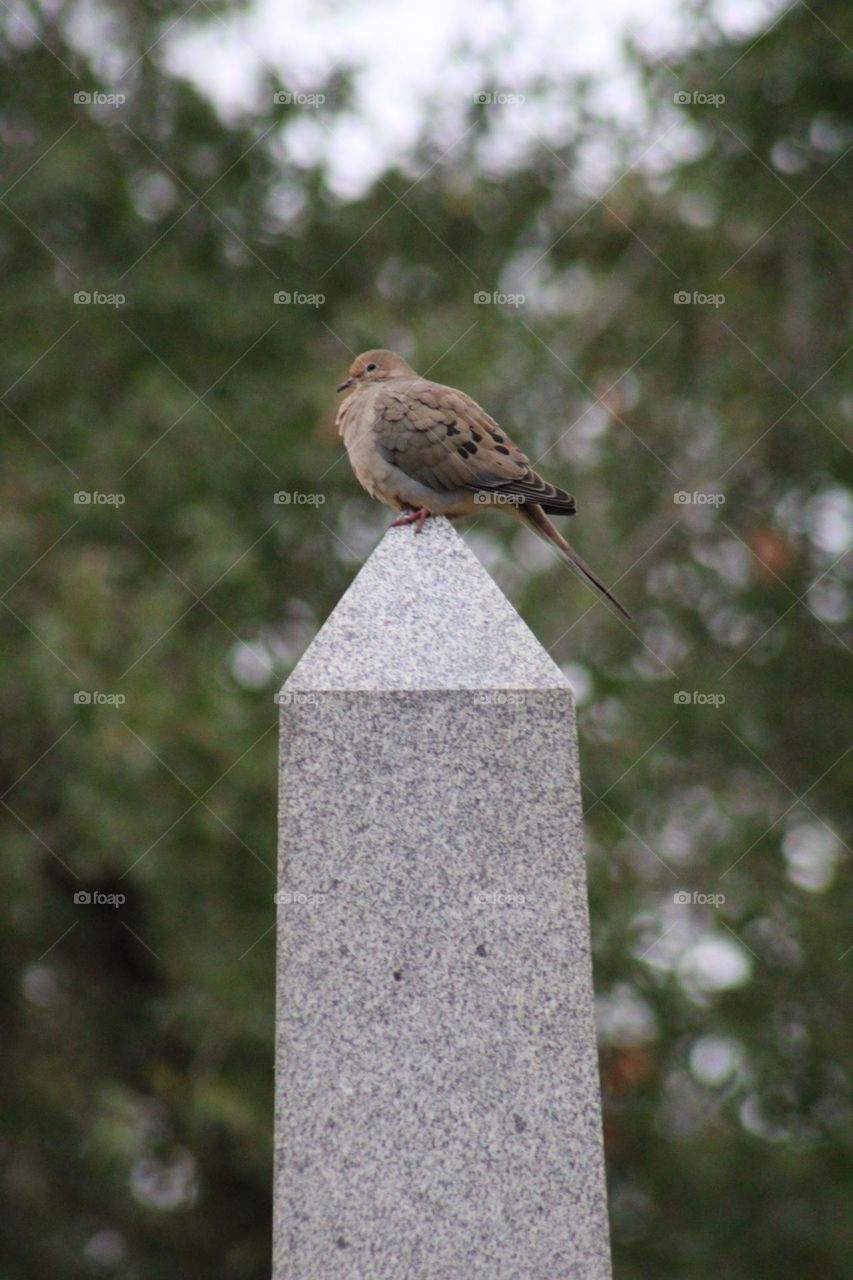 Morning Dove