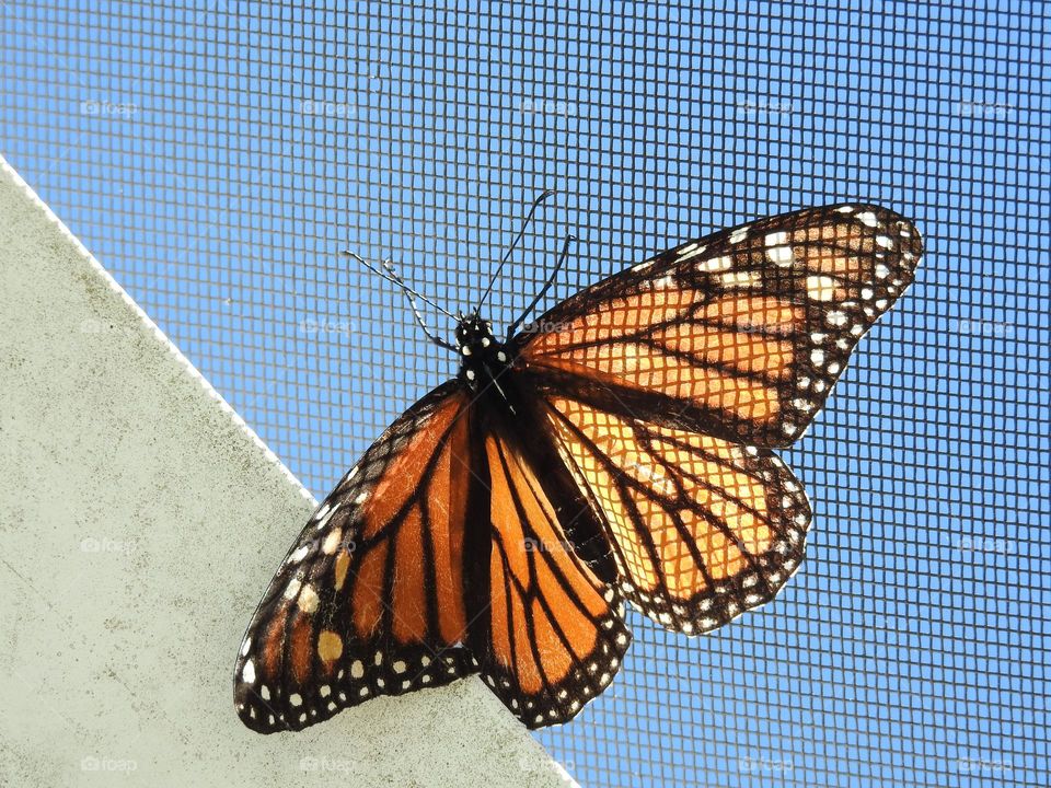 Monarch butterfly also called Danaus plexippus which was hanging out on the screen of the enclosure with blue sky in the background.