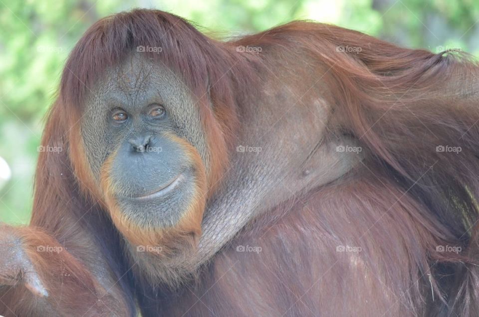 Ornery Orangutan . Orangutan smiling