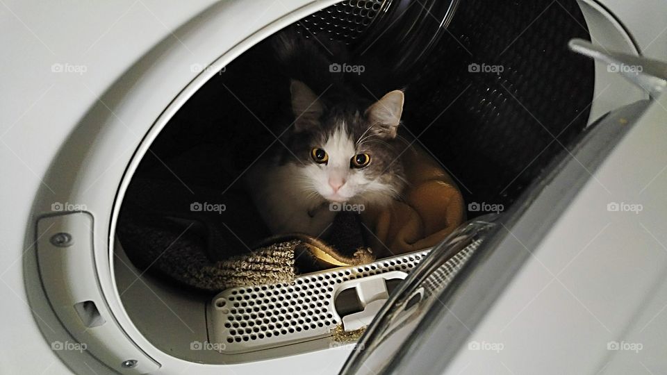 Kitten sitting on washing machine