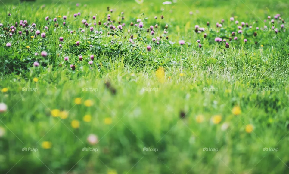 Grass