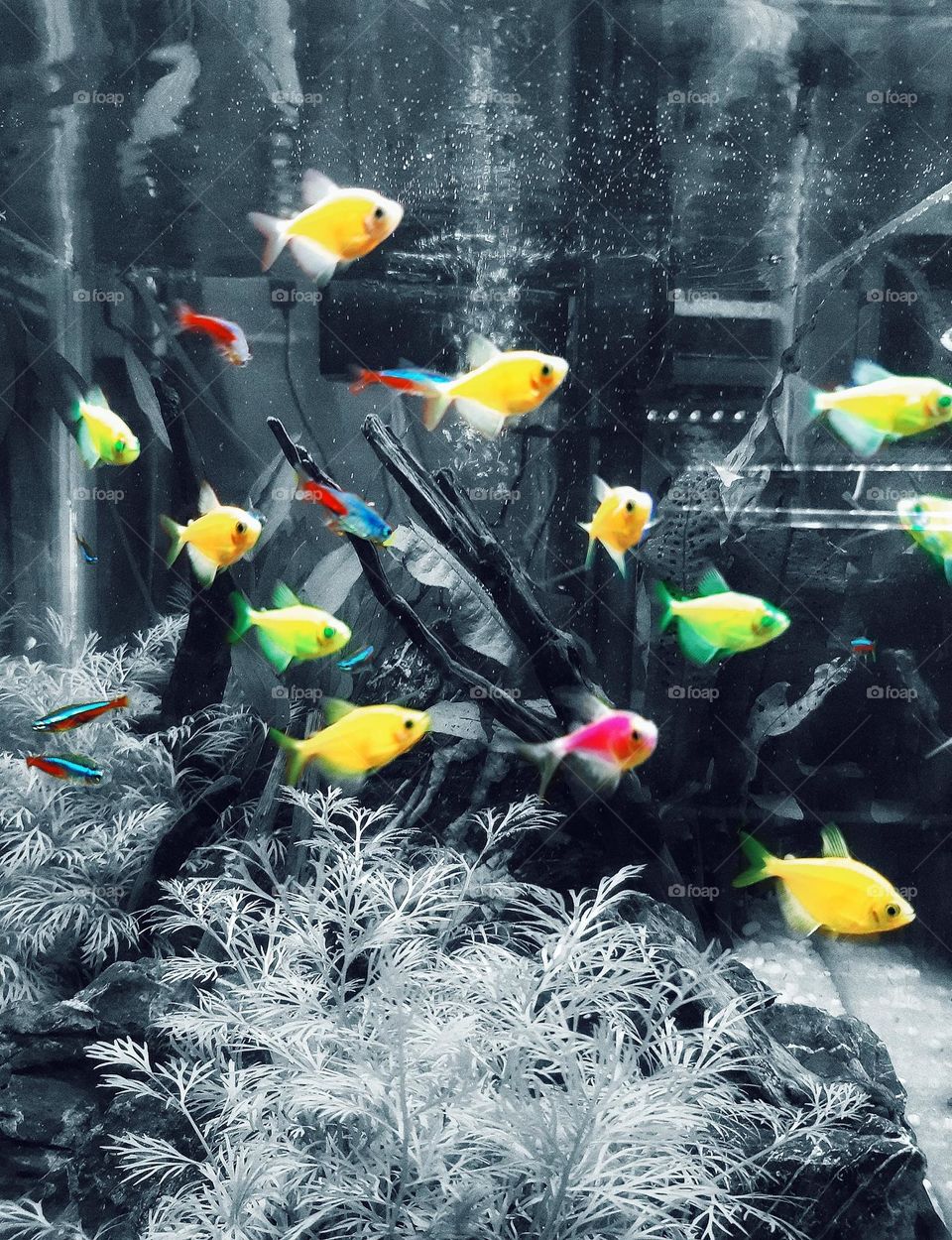 Colourful life in a tank 🐠