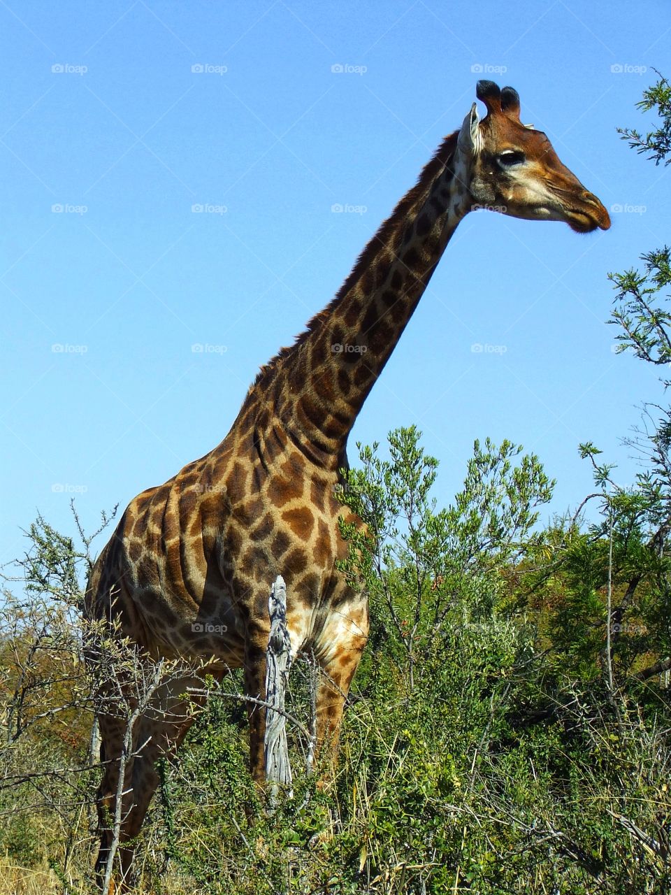 Giraffe