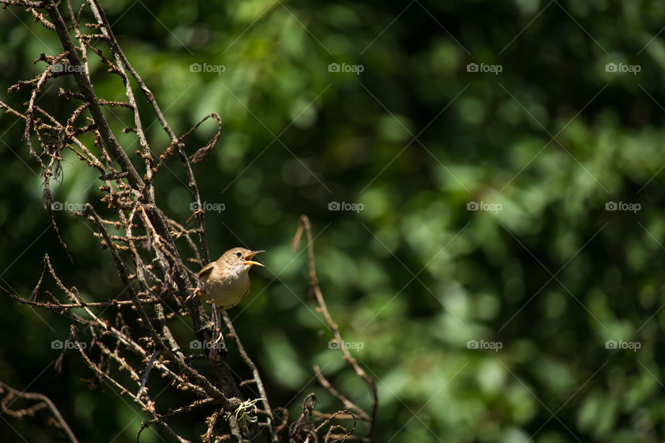 wild bird singing