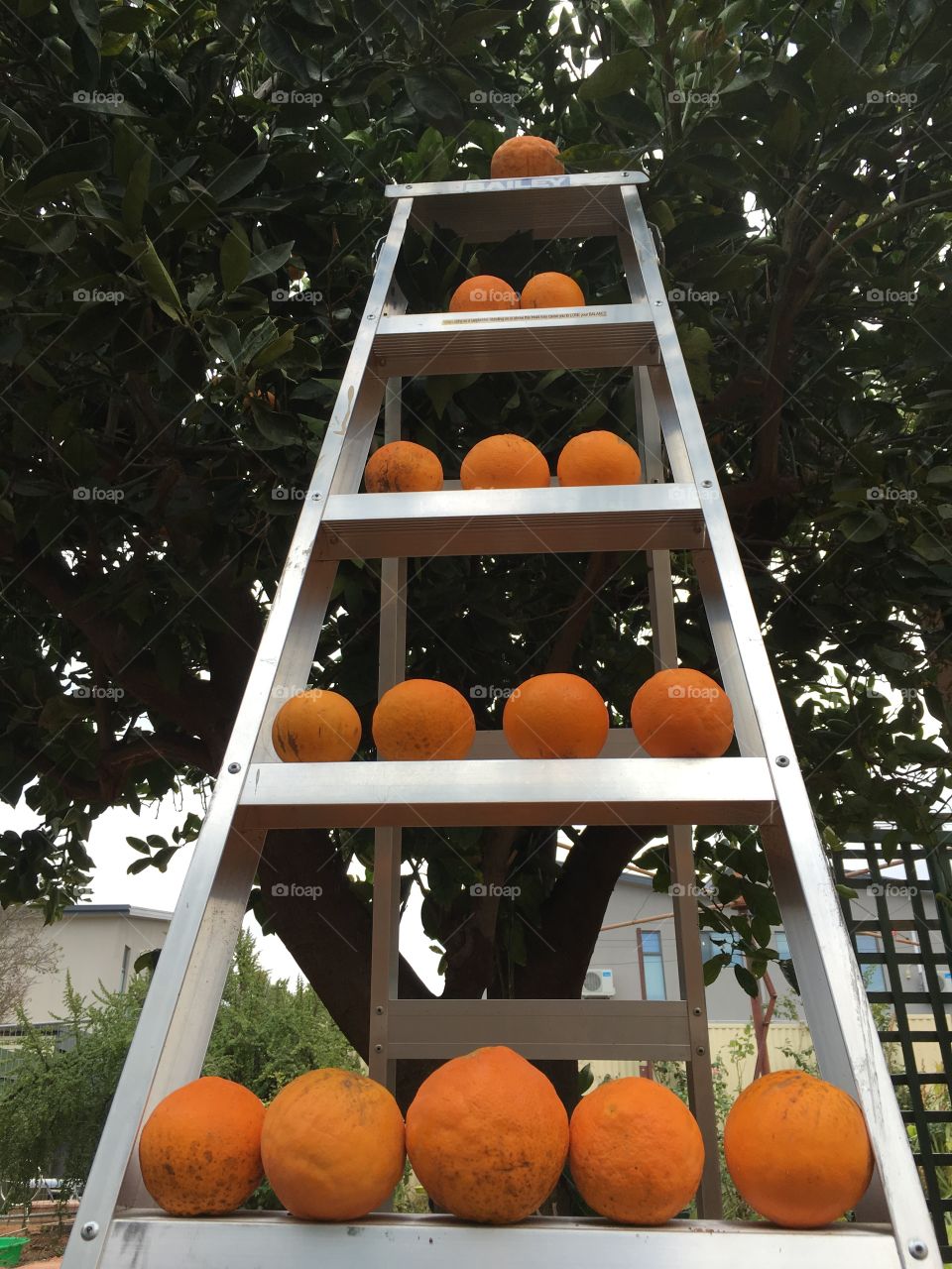 Fun with numbers counting oranges at harvest time