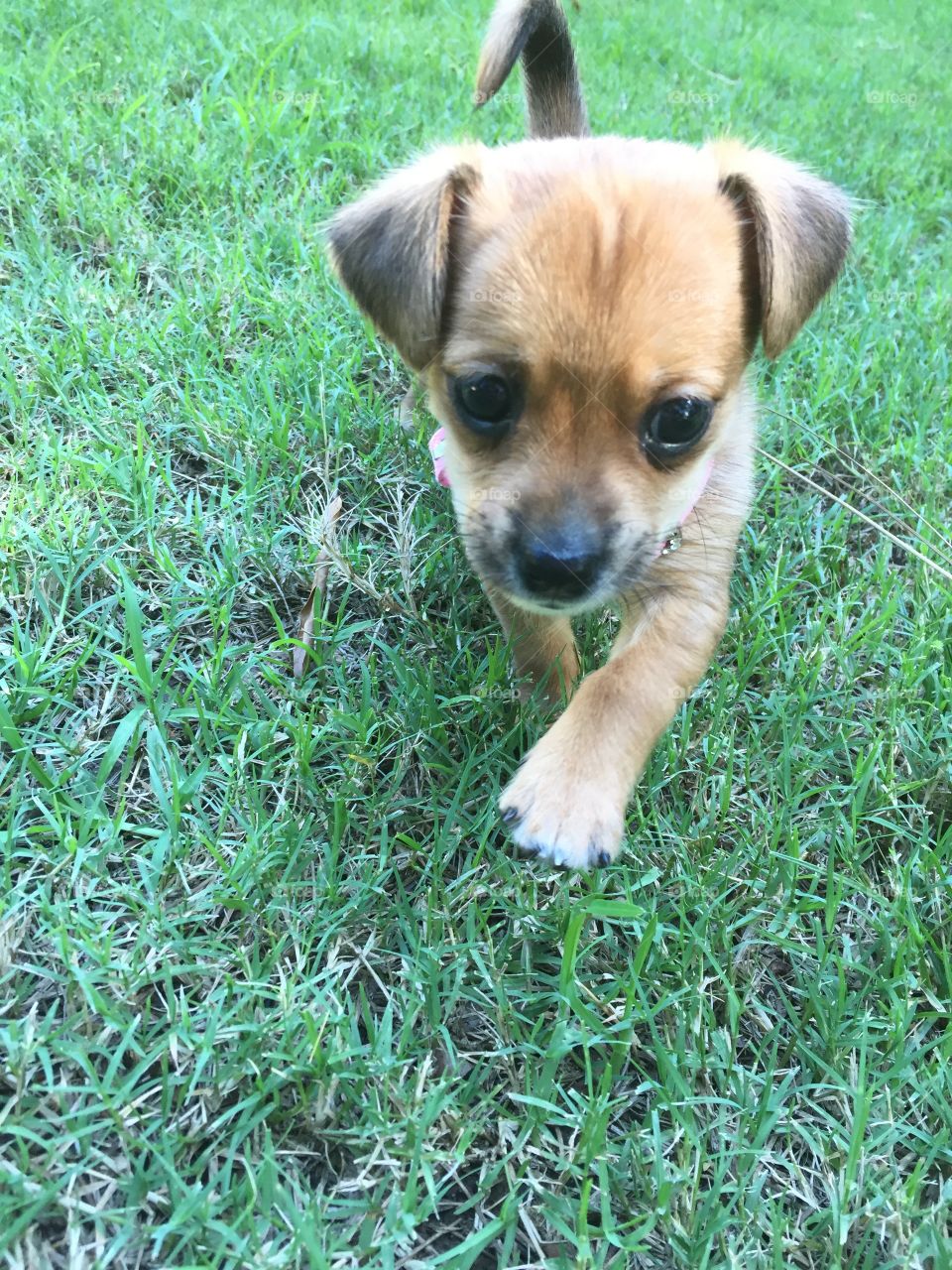 6 Week Old Puppy On Grass For The First Time