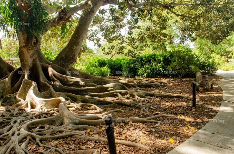 Root System