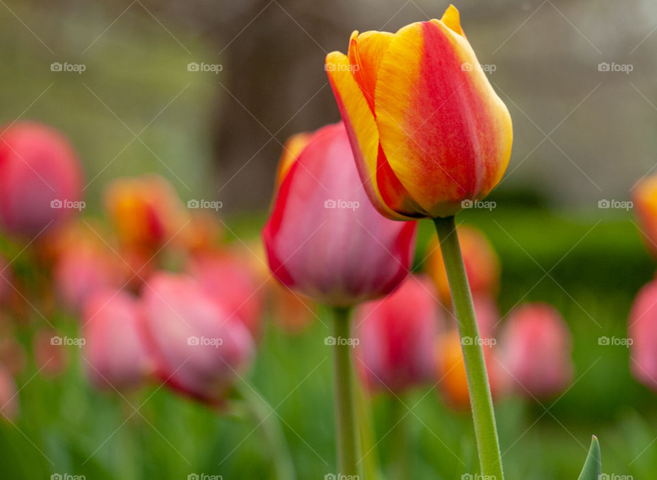 Colorful spring tulips 