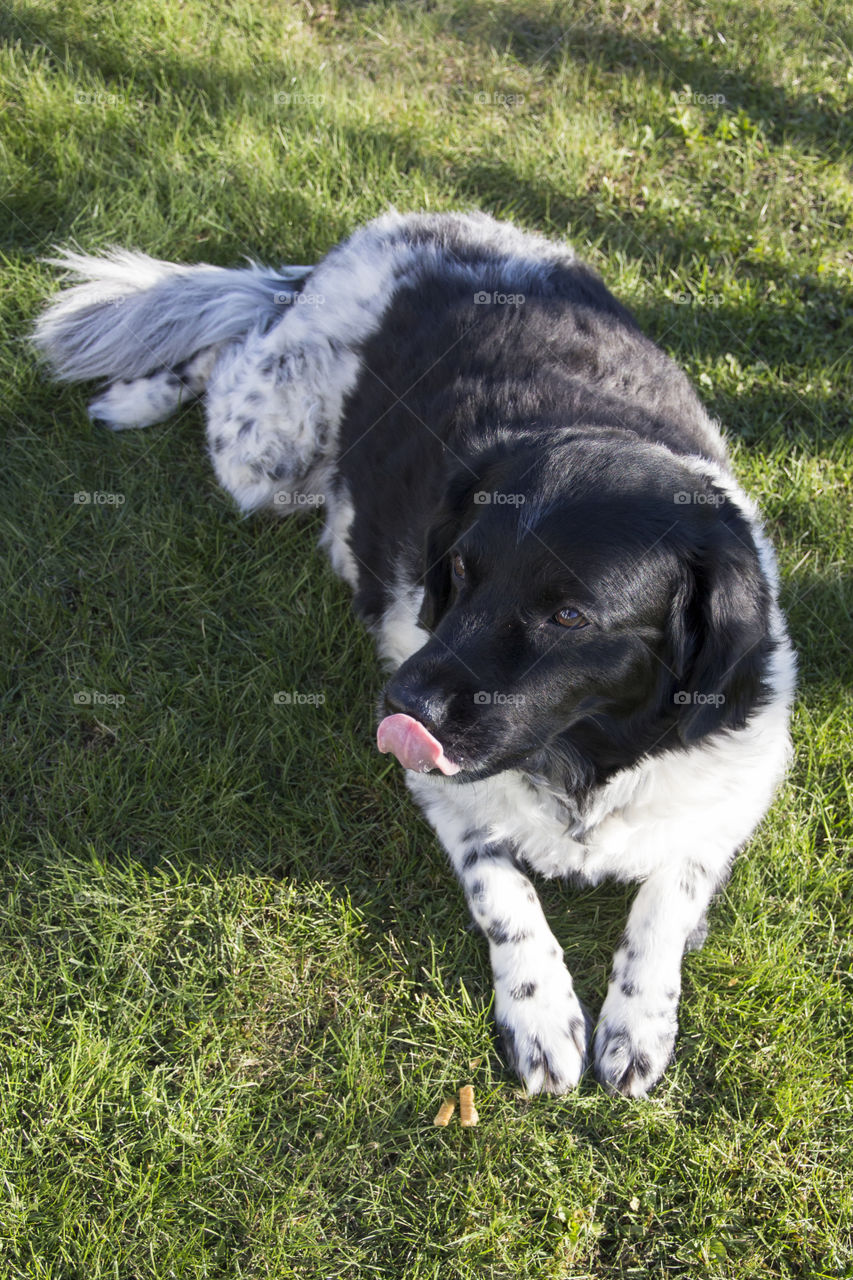 Dog lying in the grass, enjoying the shadow 