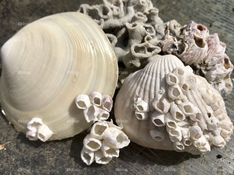 Sea shells & barnacles 