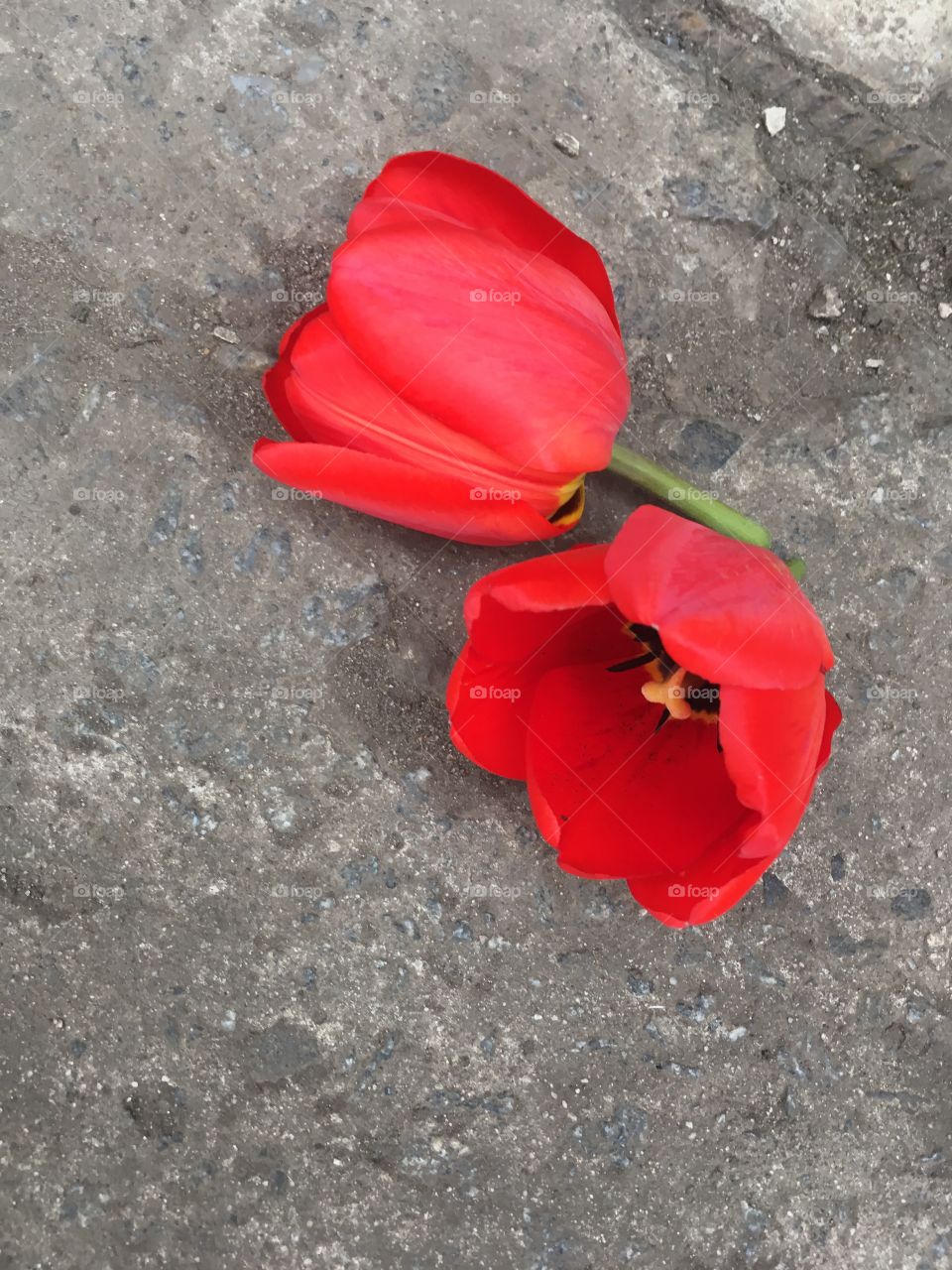 Red tulips on the ground 