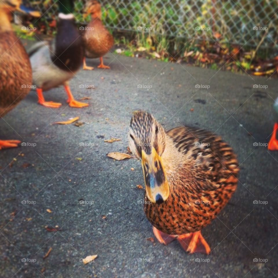 Funny duck