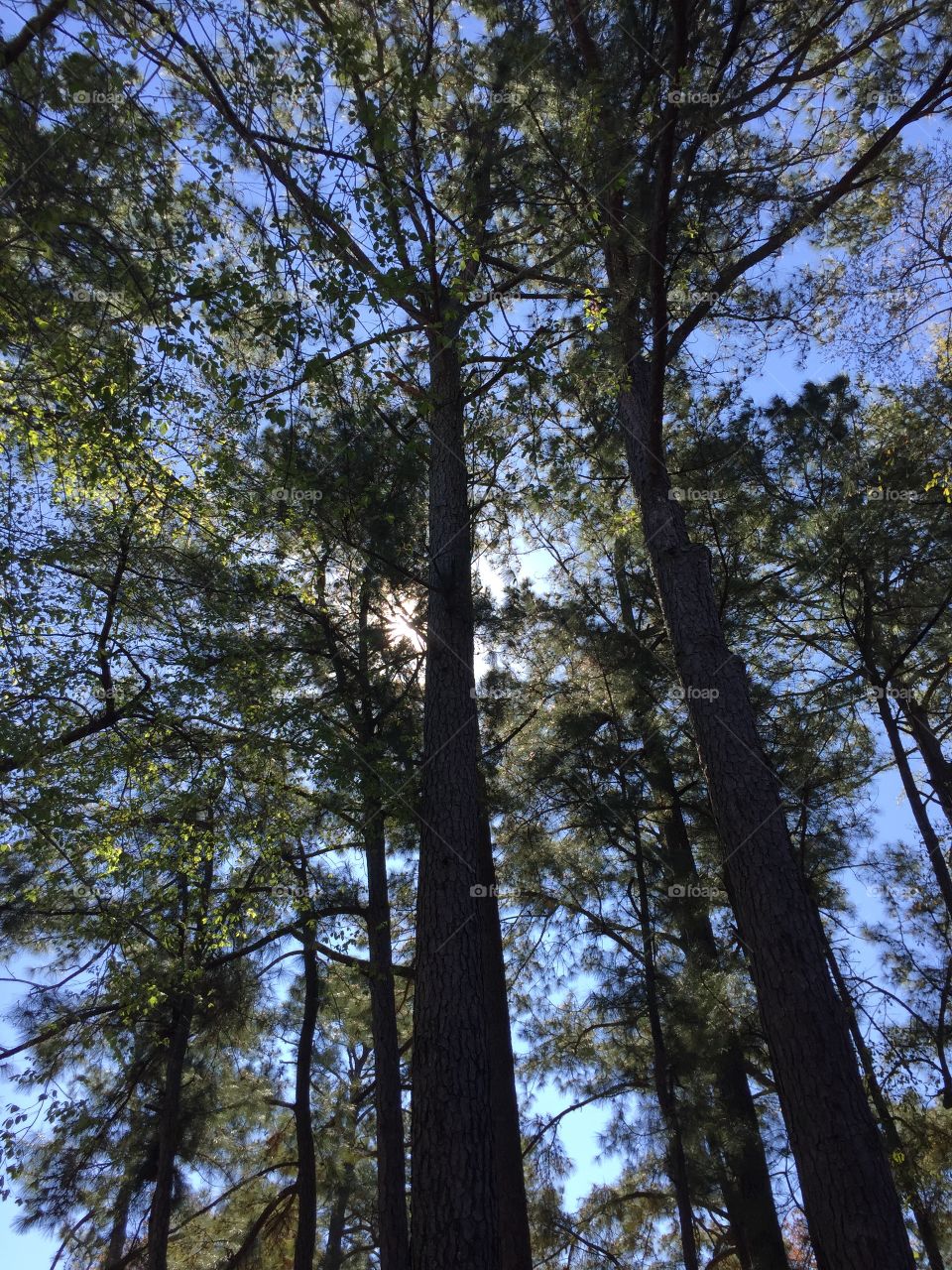 Canopy of pines. 