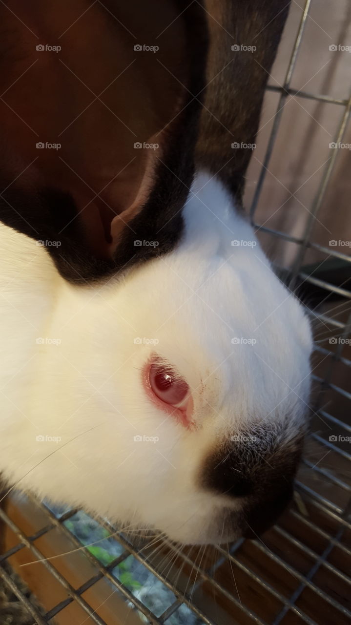 bunny close up