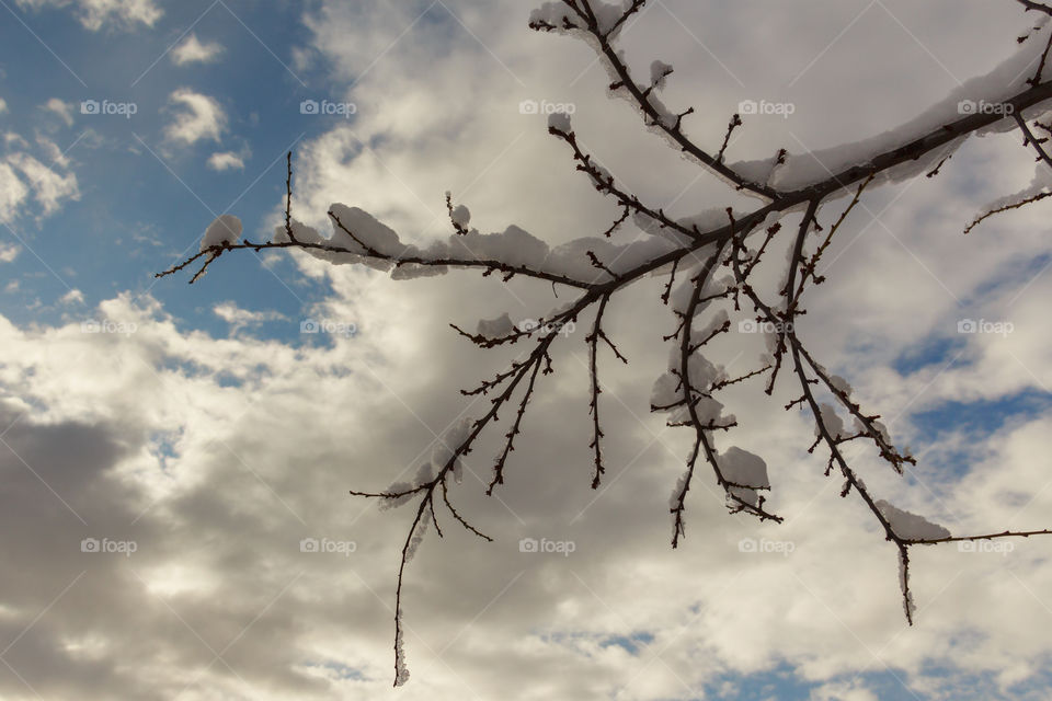 Branch of tree covered with snow against cloudy sky