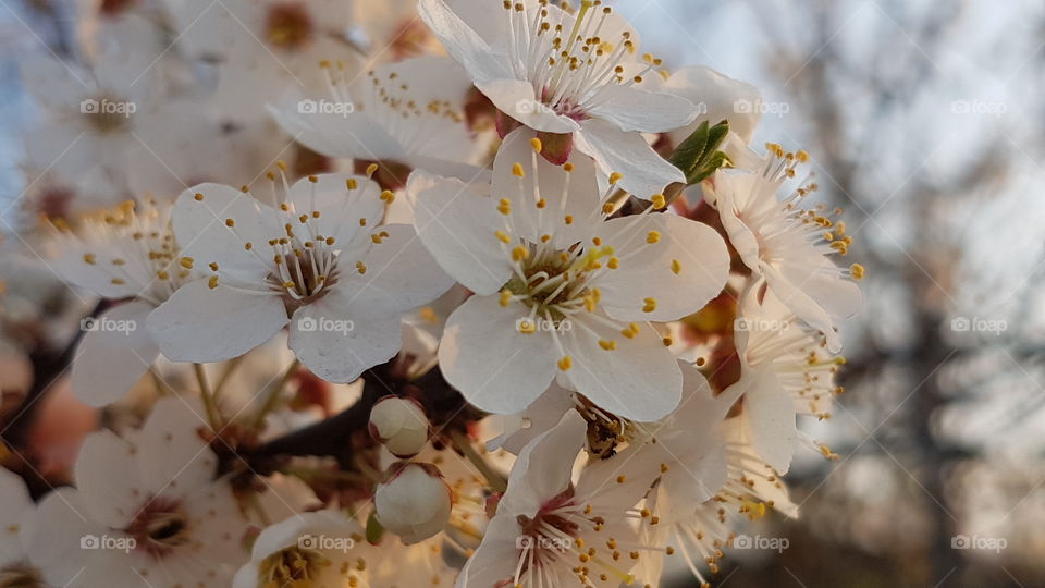 Racot, Leszno, Poland