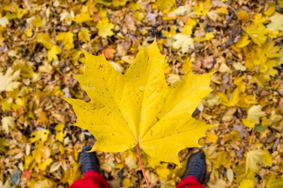 Yellow Maple leaf. Fall. Autumn background. Plants. Season 