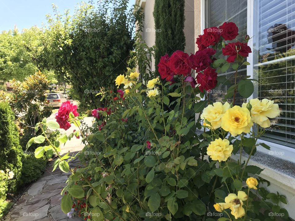 Red and yellow rose border