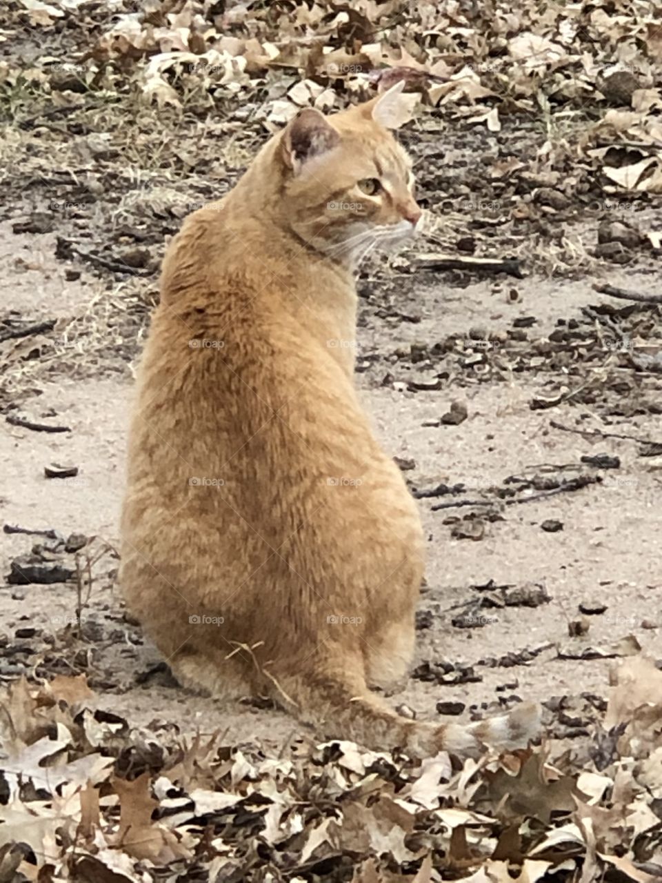 Orange cat