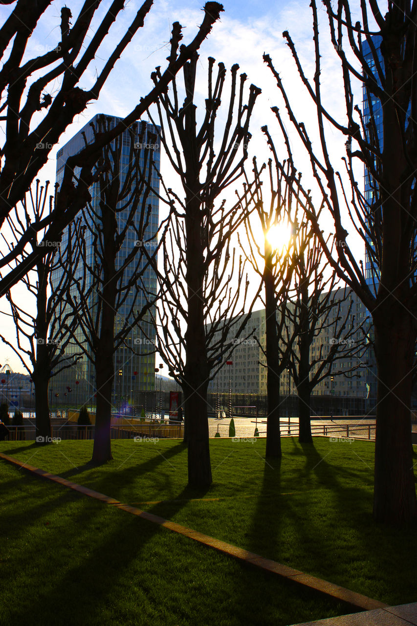 The rays of the sun through the trees in a park