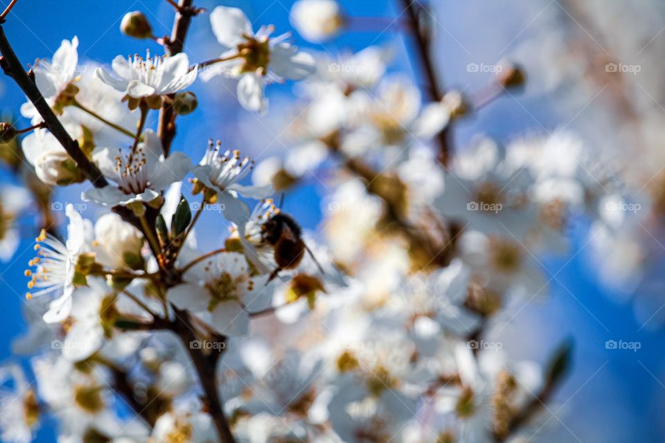 A bee at the white spring flowers