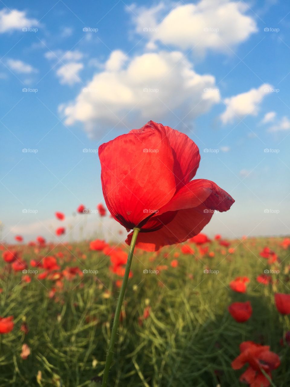 Close up of red poppy in field of poppies on a sunny day