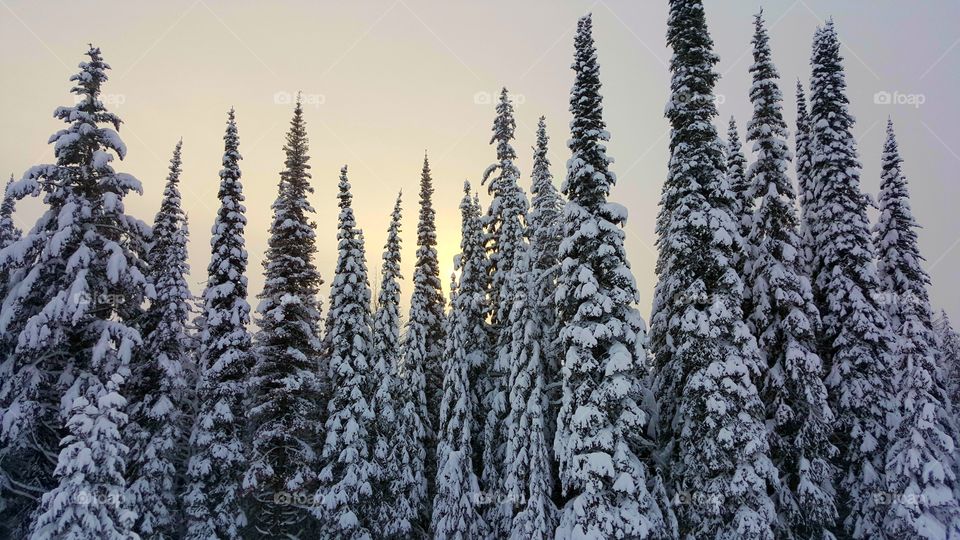 ❄Winter Wandering❄