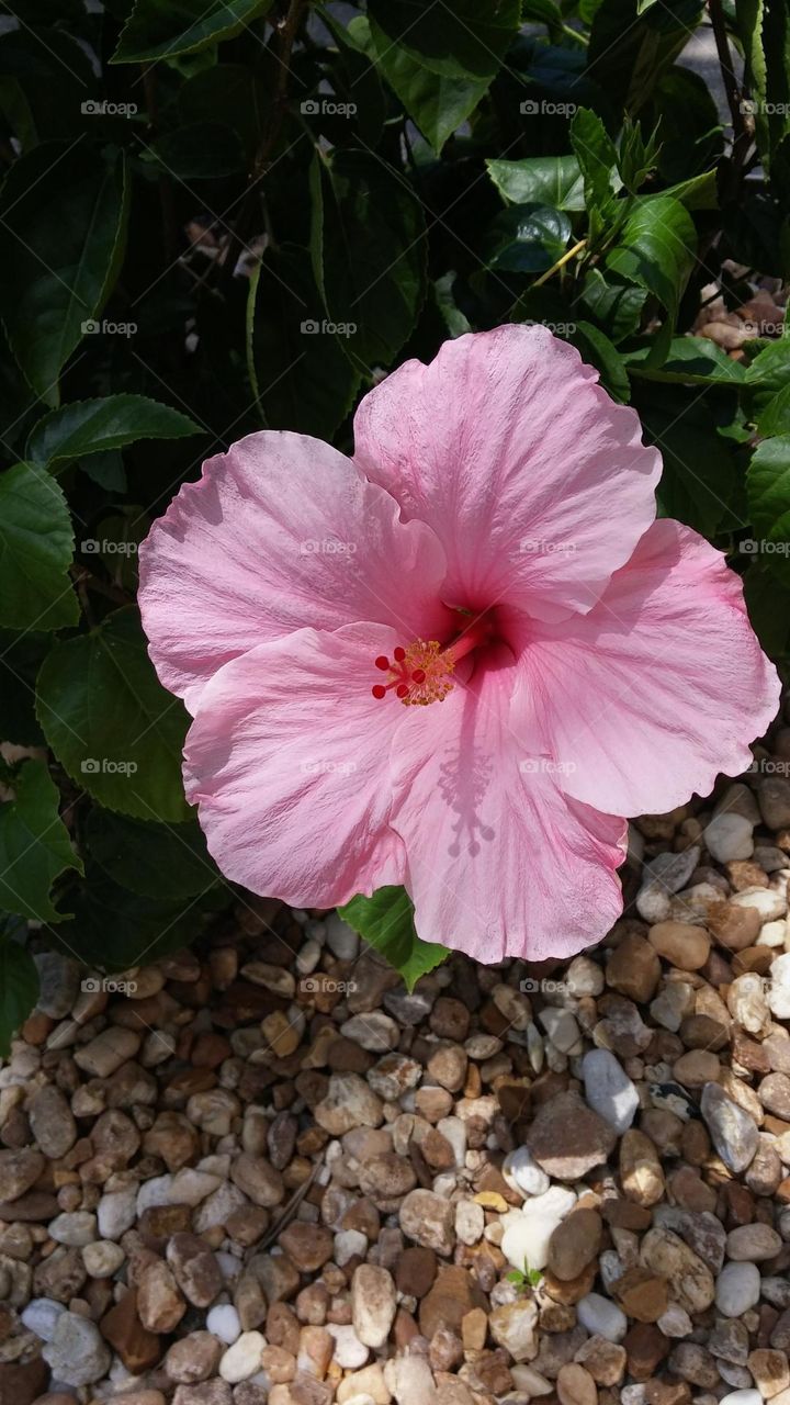 pink flower hibiscus
