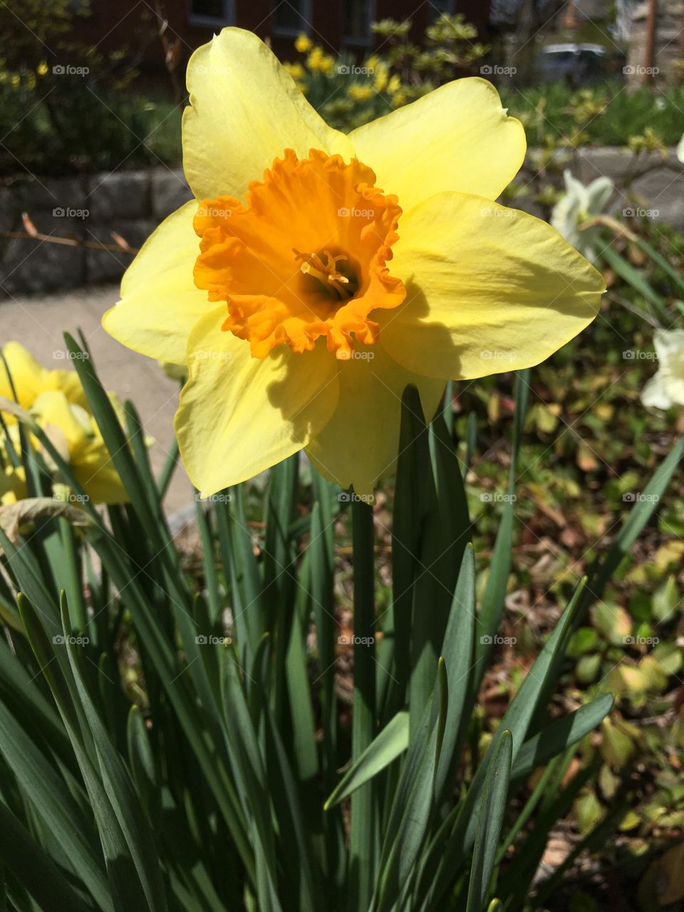 Daffodils
