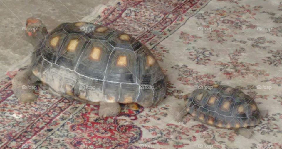 tartaruga , adulto macho, filhote fêmea!
