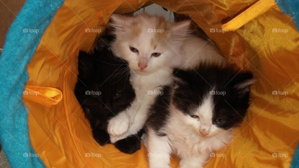 Kitten siblings are having fun hiding in their play tunnel!