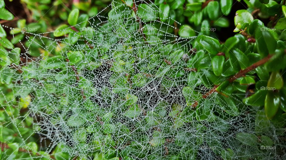 Morning dew on a spiderweb