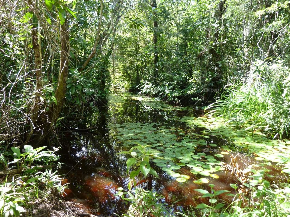 Swamp in Boipeba island. One of the many sceneries of the island