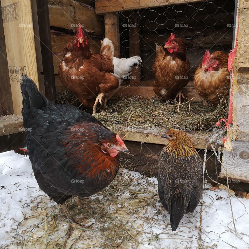 Chickens in the Winter
