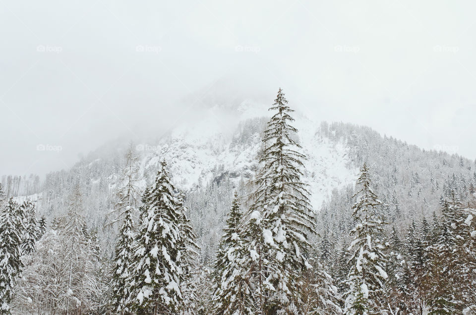 Beautiful winter landscape in the morning slovenian Alps. Snowcovered pine trees against the foggy mountains.