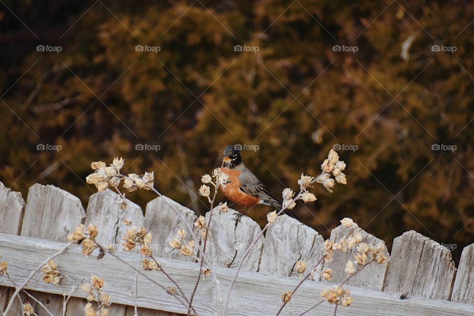 Bird close up