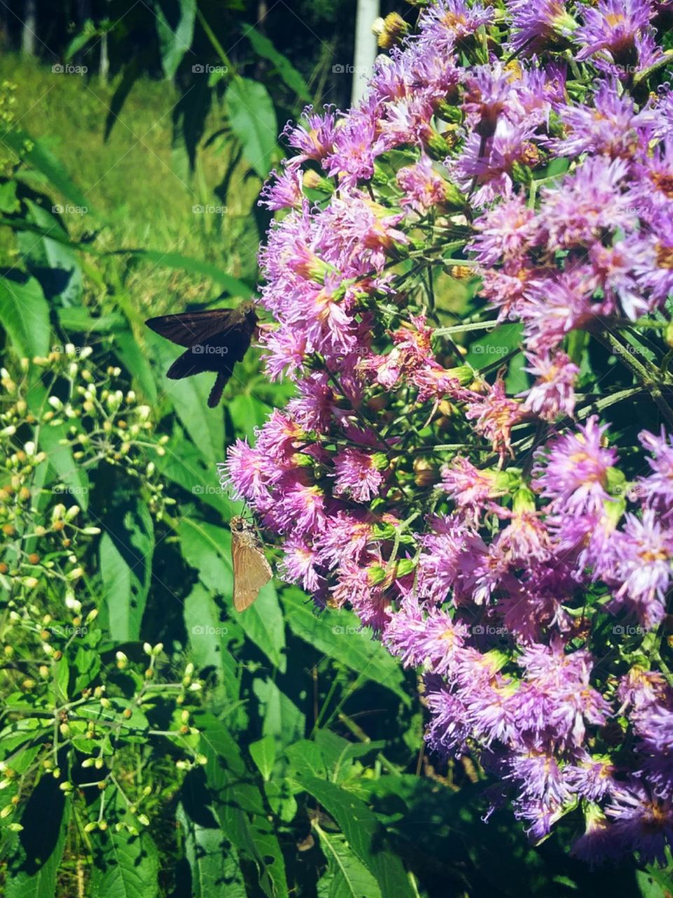 Cores da primavera intensa.
