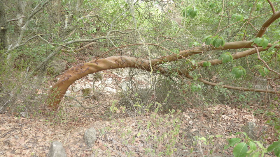 Arbutus Branches