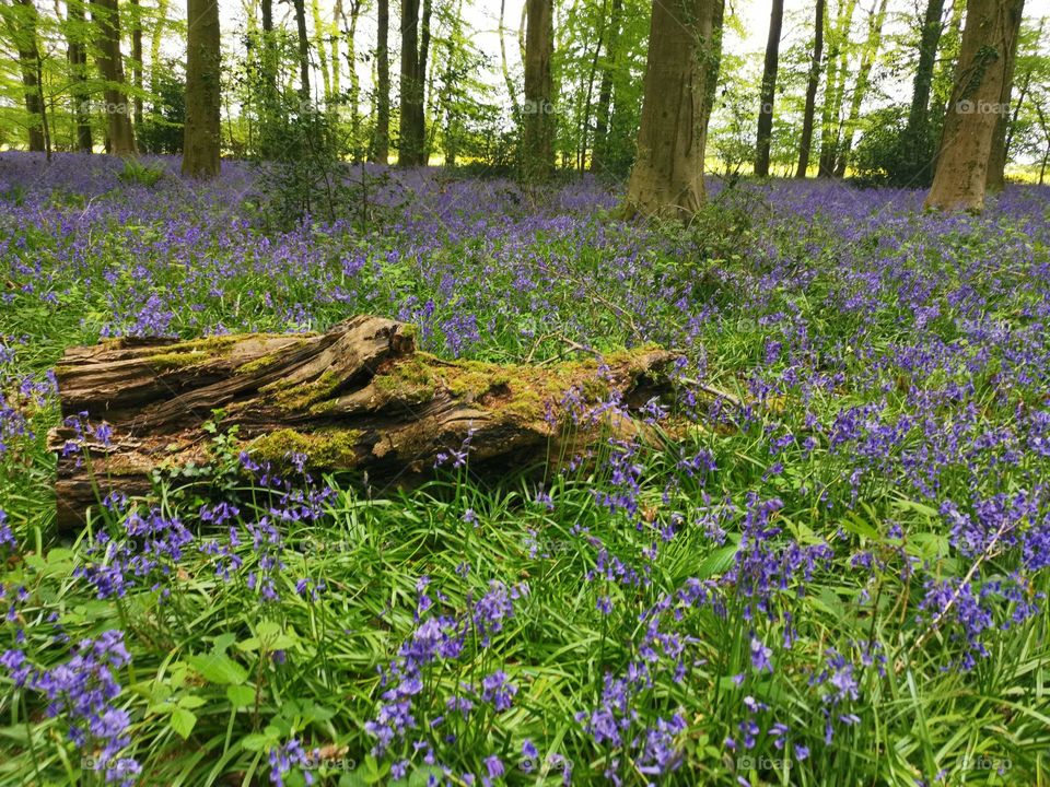 Fallen log in a wooded glade surrounded by bluebells