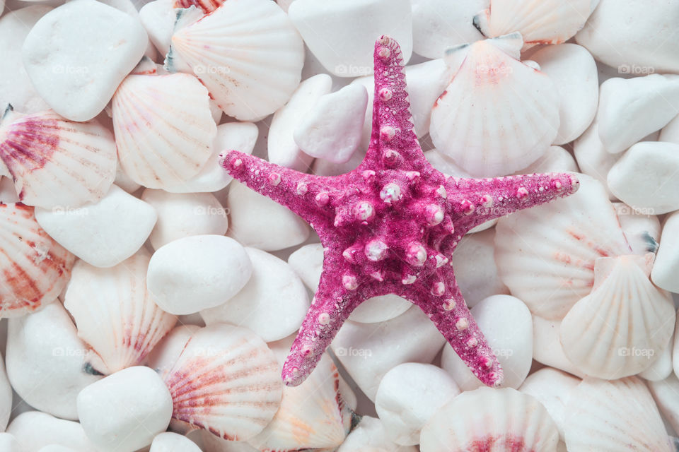 seashells and starfish on a background of white stones