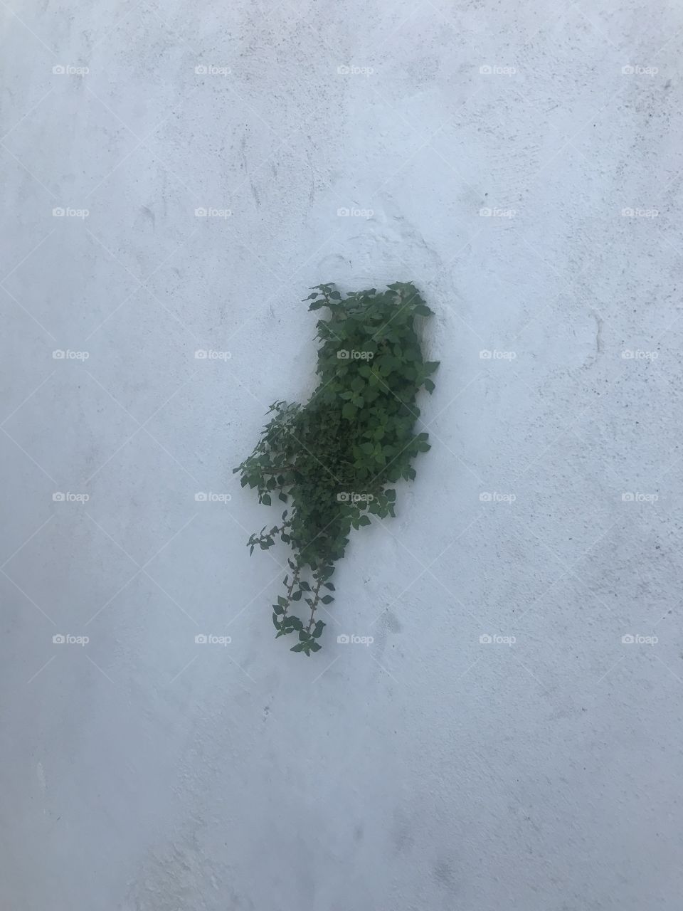 If you plant it, it will grow....anywhere 