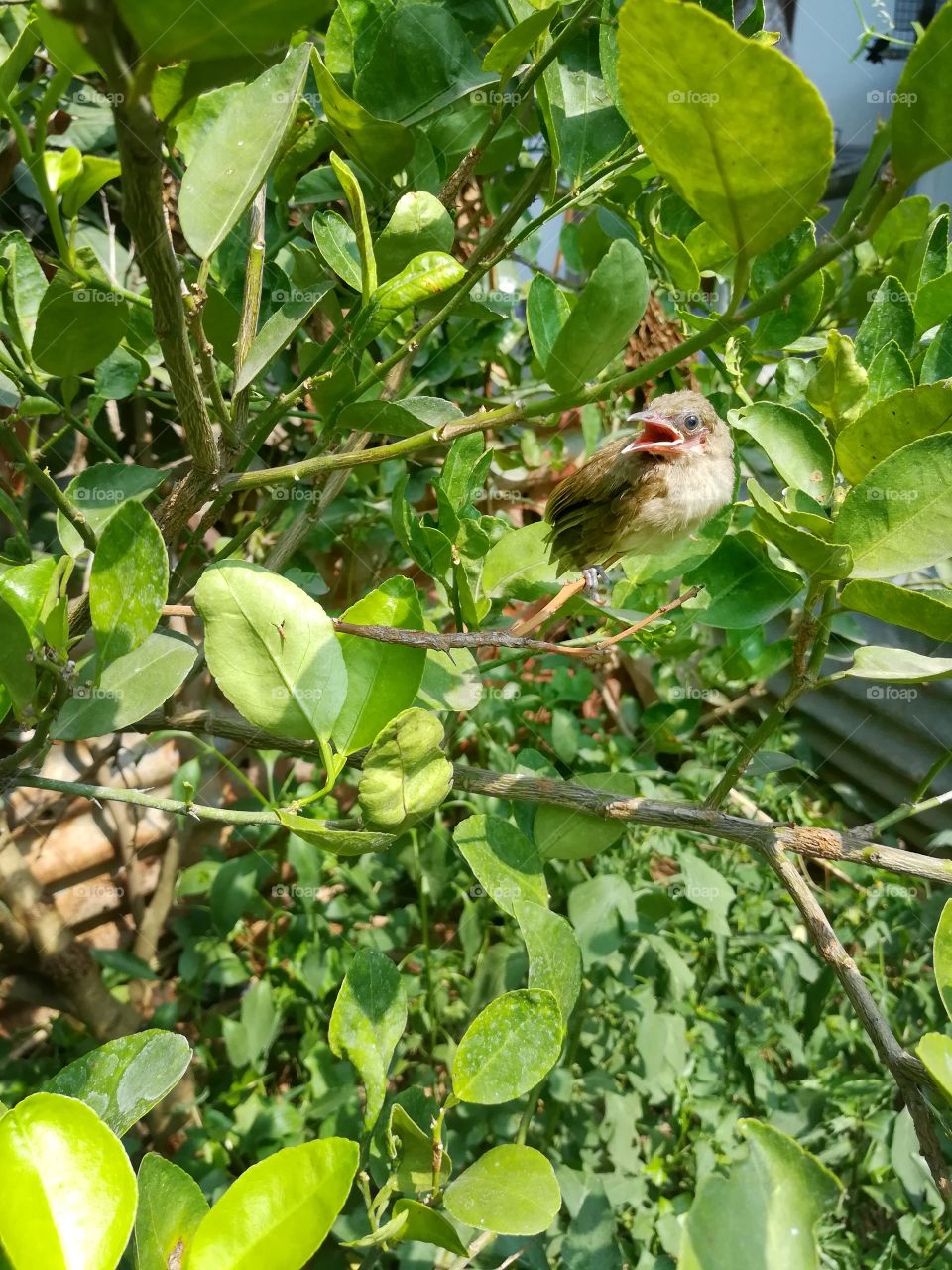 A brown bird on lime tree garden. Animal theme in the wild.
