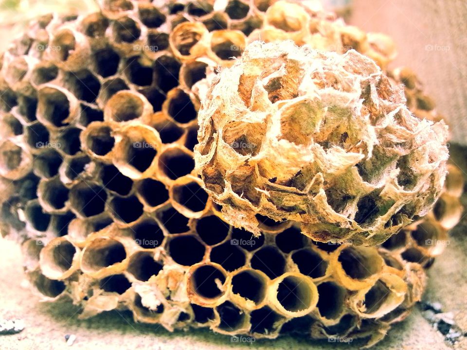 Empty bee hive