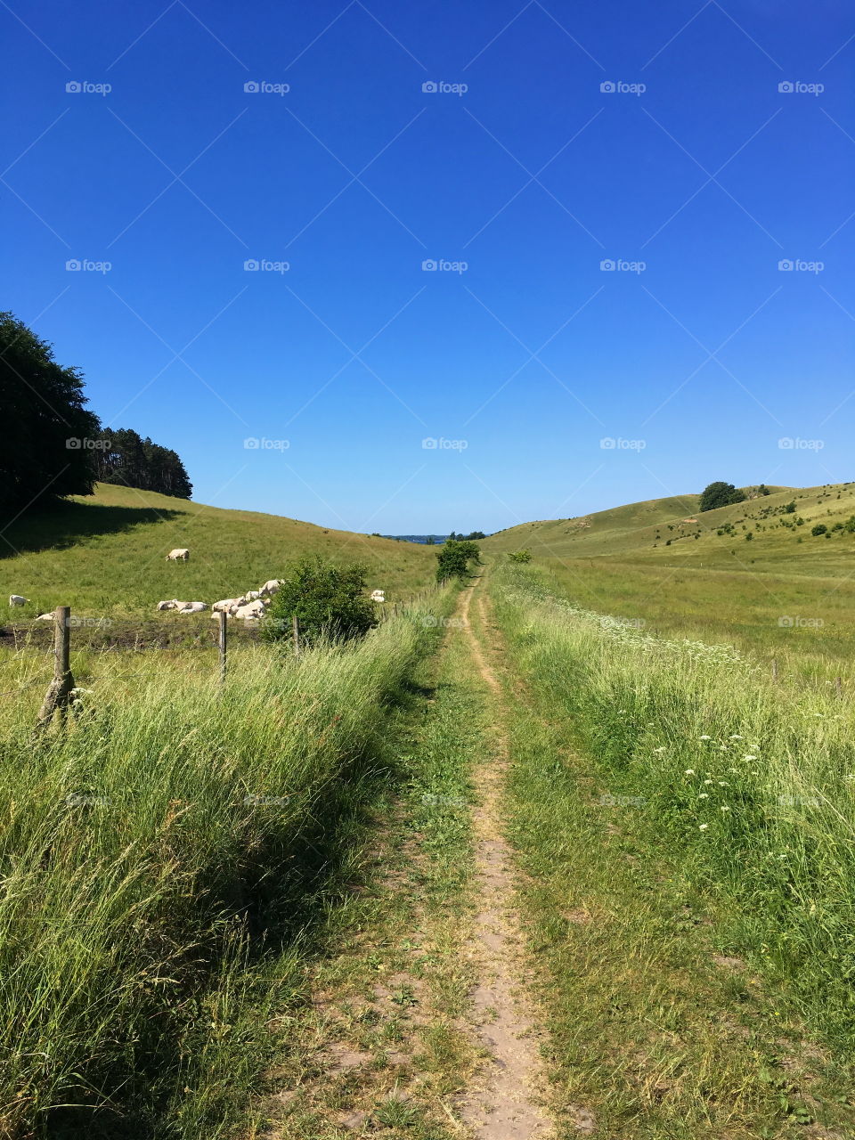 Nature trail, hiking in Swedwn